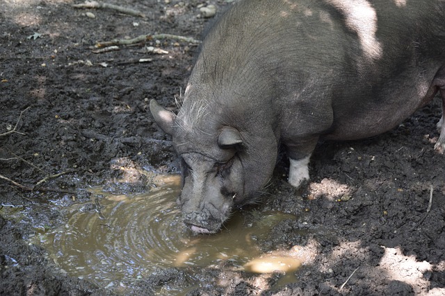 聚焦博格巴--目前月薪1.5万，之后前往国际体育仲裁法庭上诉.
